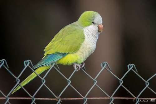 Monk Parakeet