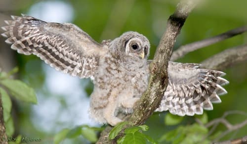 Barred Owl