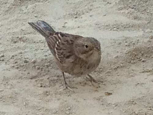 Brewer's Sparrow