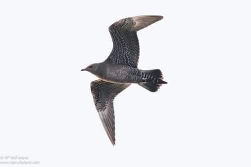 Long-tailed Jaeger
