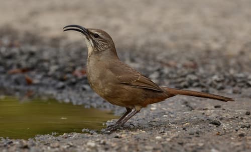 California Thrasher