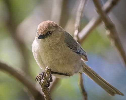 American Bushtit
