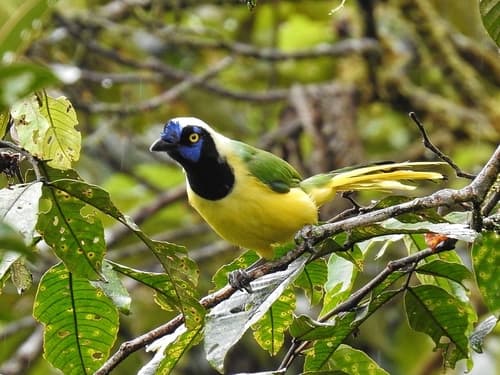 Inca Jay