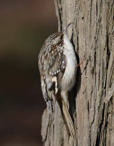 Brown Creeper