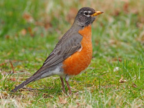 American Robin