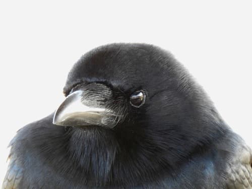Fish Crow