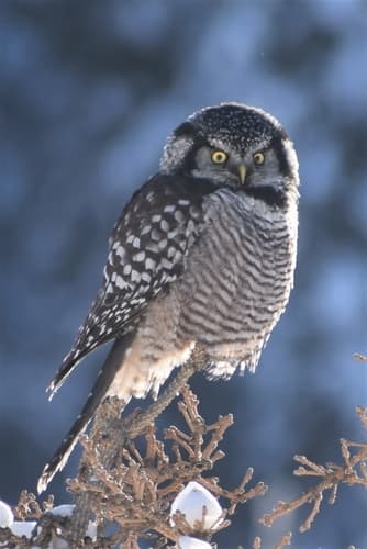 Northern Hawk-Owl