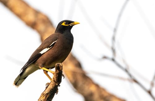 Common Myna
