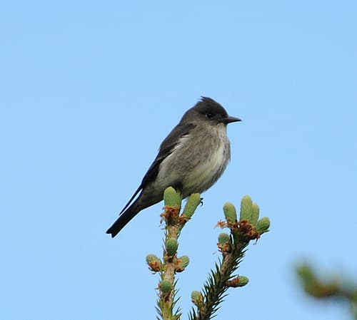 Olive-sided Flycatcher