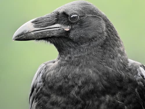Northern Raven
