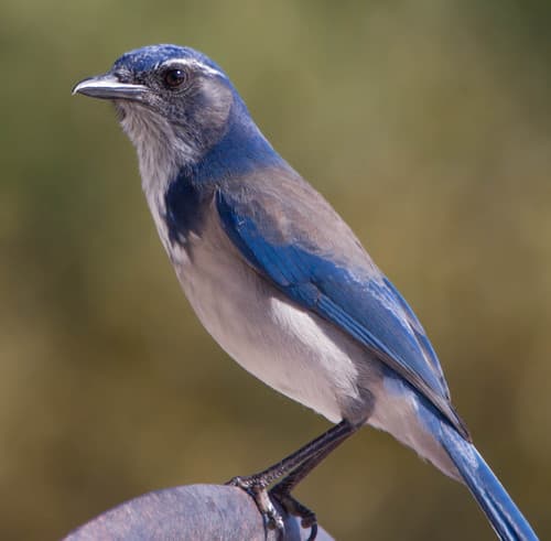 California Scrub Jay