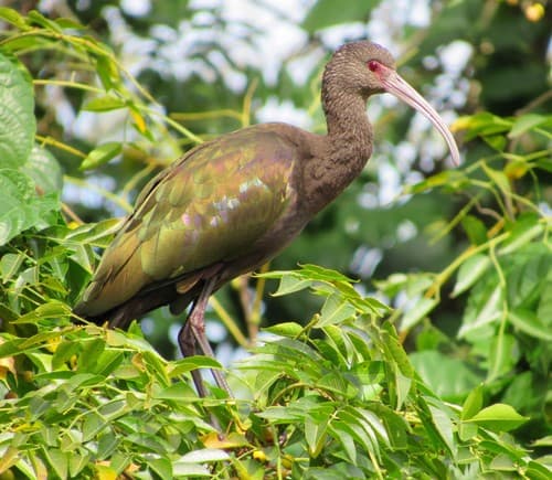 White-faced Ibis