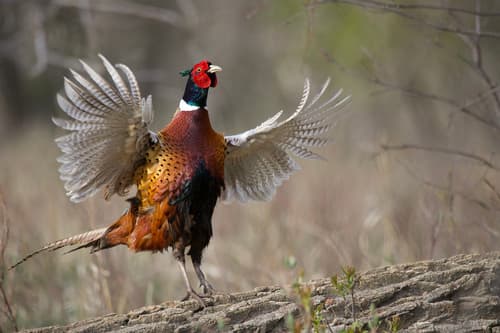 Common Pheasant