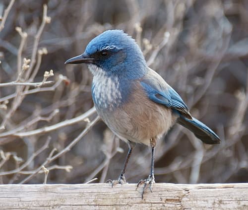 Woodhouse's Scrub Jay