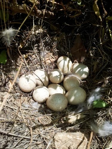 Chukar Partridge