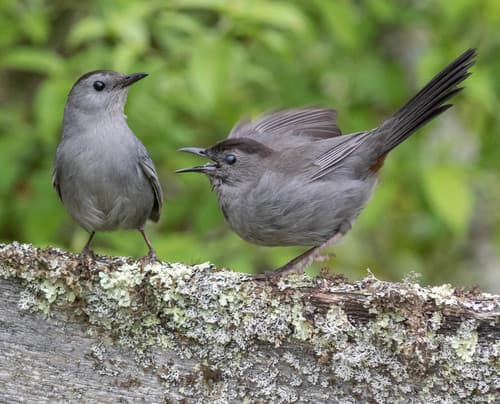 Grey Catbird