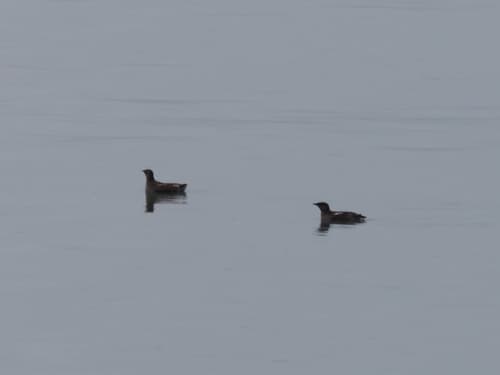 Marbled Murrelet