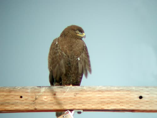 Ferruginous Hawk