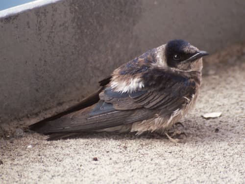 Purple Martin