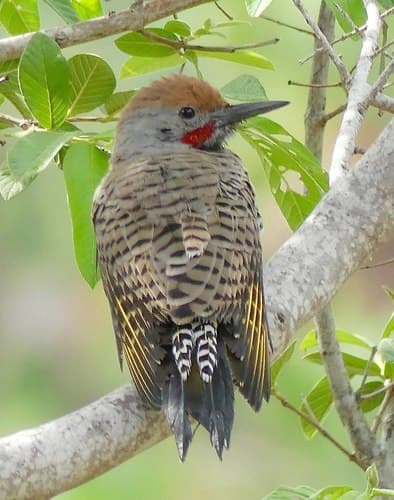 Gilded Flicker