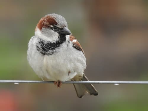 House Sparrow