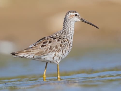 Stilt Sandpiper