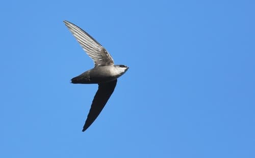 Chimney Swift