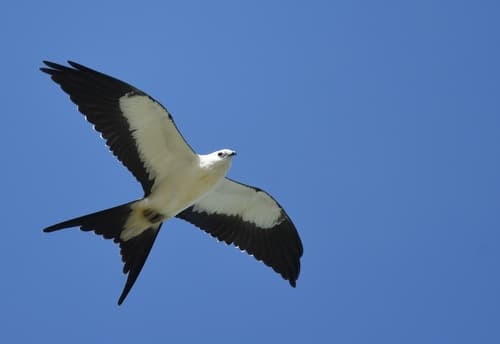 Swallow-tailed Kite