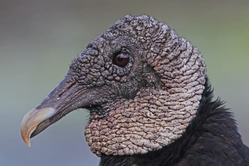Black Vulture