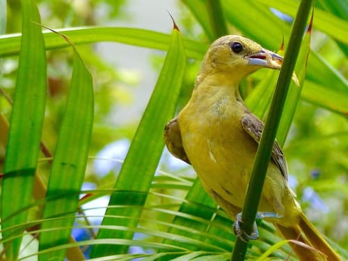 Scott's Oriole