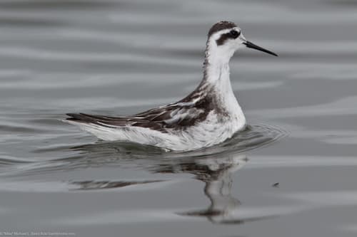 Red-necked Phalarope