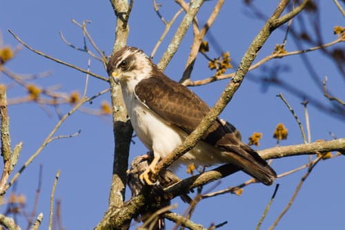 Short-tailed Hawk