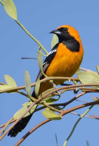 Hooded Oriole