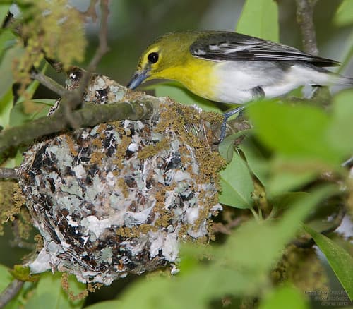 Yellow-throated Vireo