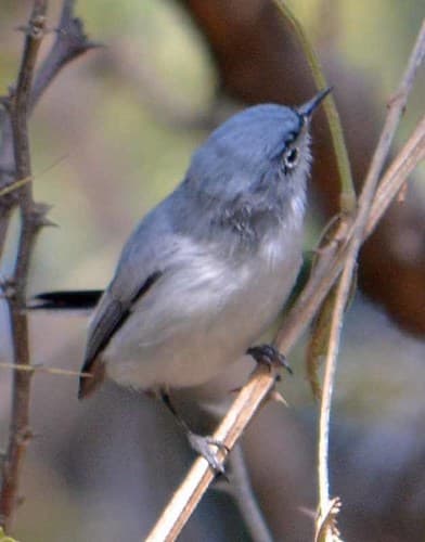 Blue-grey Gnatcatcher