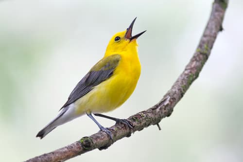 Prothonotary Warbler