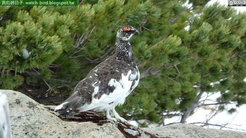 Rock Ptarmigan