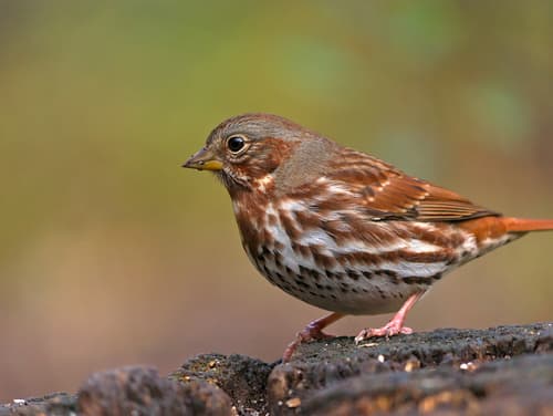 Red Fox Sparrow