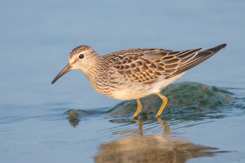 Pectoral Sandpiper
