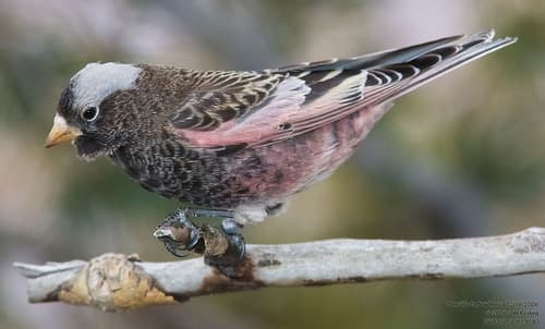 Black Rosy Finch