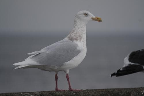 Glaucous Gull