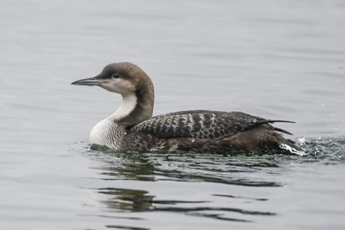 Pacific Loon