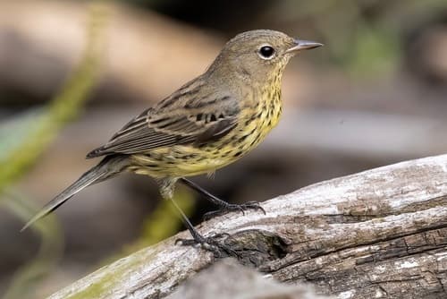 Kirtland's Warbler