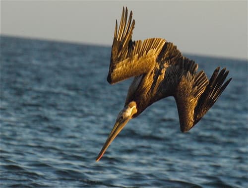 Brown Pelican
