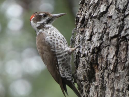 Arizona Woodpecker