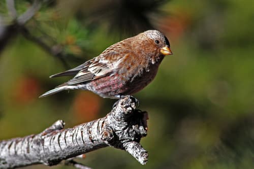 Brown-capped Rosy Finch