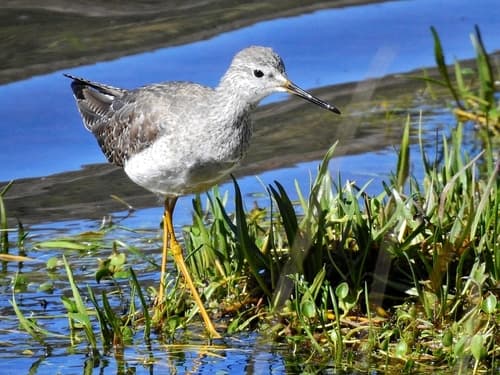 Lesser Yellowlegs