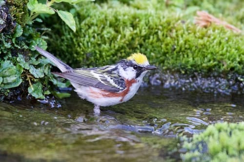 Chestnut-sided Warbler