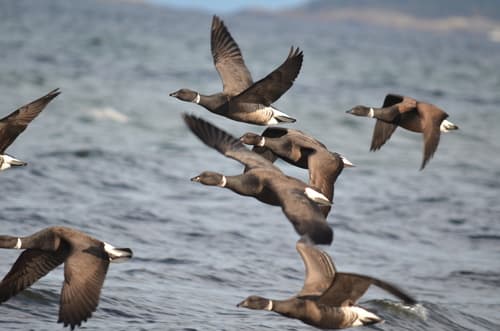 Brant Goose