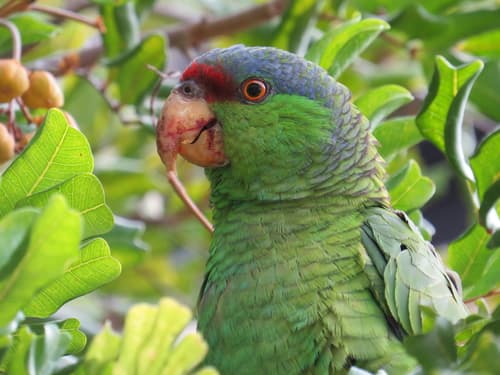 Lilac-crowned Amazon